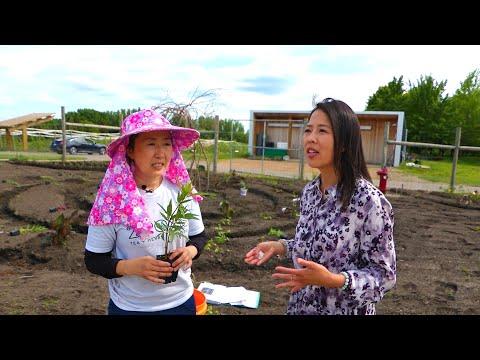 3HMONGTV LIVE | Organic Living with Mhonpaj Lee - Hmong herb garden at the Minnesota Arboretum.